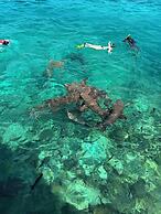 Velaa Vani - The Turtle Hive Maldives