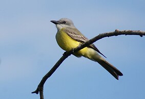 Mini Pini Birdwatching and Cenote Loft4 you Only