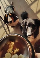 Villa Ayê Pousada Petfriendly