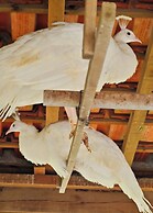 QUINTA DO PINHEIRO HOTEL E EVENTOS