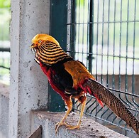 QUINTA DO PINHEIRO HOTEL E EVENTOS