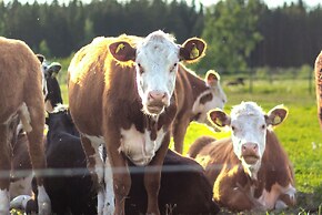 Mickels bondgårdsglamping