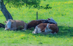 Mickels bondgårdsglamping