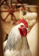 Mickels bondgårdsglamping