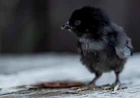 Mickels bondgårdsglamping