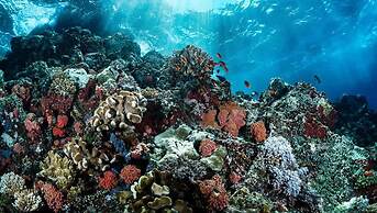 Tropical House With Private Pool in Downtown