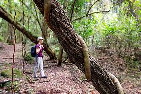 Matumi Trail Forest Lodge