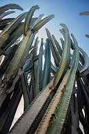 kasa Cactus Laureles