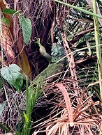 Brand New Coral Reef Suite Located in Paradise Island Estate