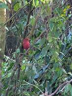Campos de Oro Wilderness Lodge