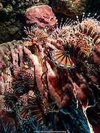 Teluk Karang Dive and Spa Resort Bali