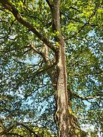 Le Domaine Insolite de Brocéliande
