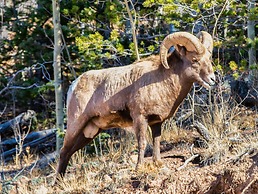 Perch Point- Hikers Dream Cabin Base
