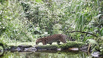 Jardin de los Suenos