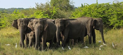 Cloud Nine Wilpattu by Aaradhya