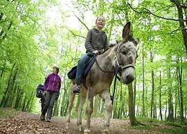 Charming Apartment in Ardennes