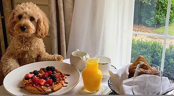 Tiny House in Sevierville