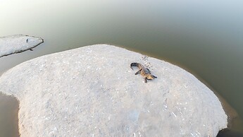 Sterling Ratan Villas Jawai