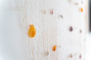 Lagos Modern 2 With Pool by Homing