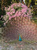 Quinta Pavo Real by Acomodo