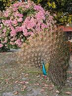 Quinta Pavo Real by Acomodo