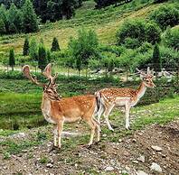 Pensiunea Poiana Izvoarelor