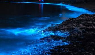 Pingtan Travel Notes Cat Head