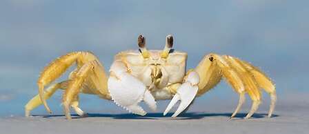 Guaruçá Pousada Apart Hotel