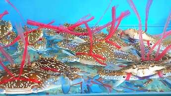 Phong Minh Đăng Villa