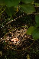 Sitio Cantinho Vovó Cida e Vovô Nilson