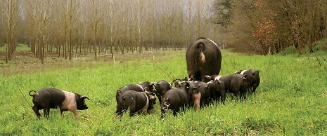 B&B Tenuta di Paganico - Wine & Food