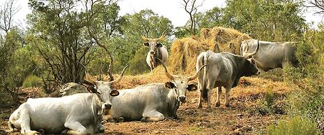 B&B Tenuta di Paganico - Wine & Food