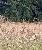 la maison dans les bois