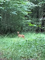la maison dans les bois