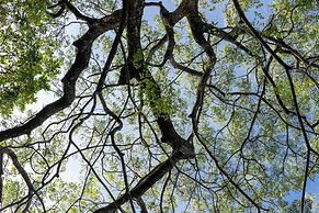 Greenwood Edge Kandy