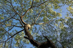 Greenwood Edge Kandy