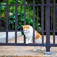 Moganshan Siyan Tea Garden Homestay