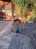 Agrocamping Invernaderito