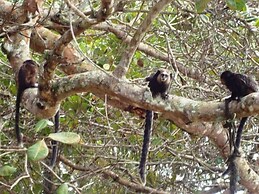 Casa de Temporada Felicidade, 38 Hóspedes, 2 Piscinas, 9 Suítes e 2 Ch