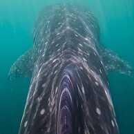 sunsteps casa holbox