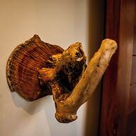 The Bohemian  Lagarto