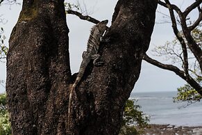 The Bohemian  Lagarto