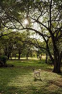 The Bohemian  Lagarto