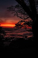 The Bohemian  Lagarto