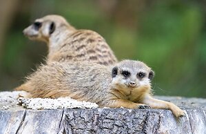 Luxuszelt im Serengeti Park