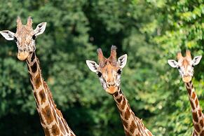Luxuszelt im Serengeti Park