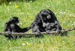Luxuszelt im Serengeti Park