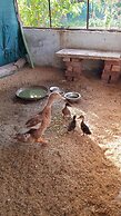 Koko's Farm