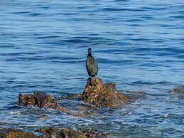 Porto Apartments - La Caletta