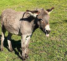 Rossweid Appartement